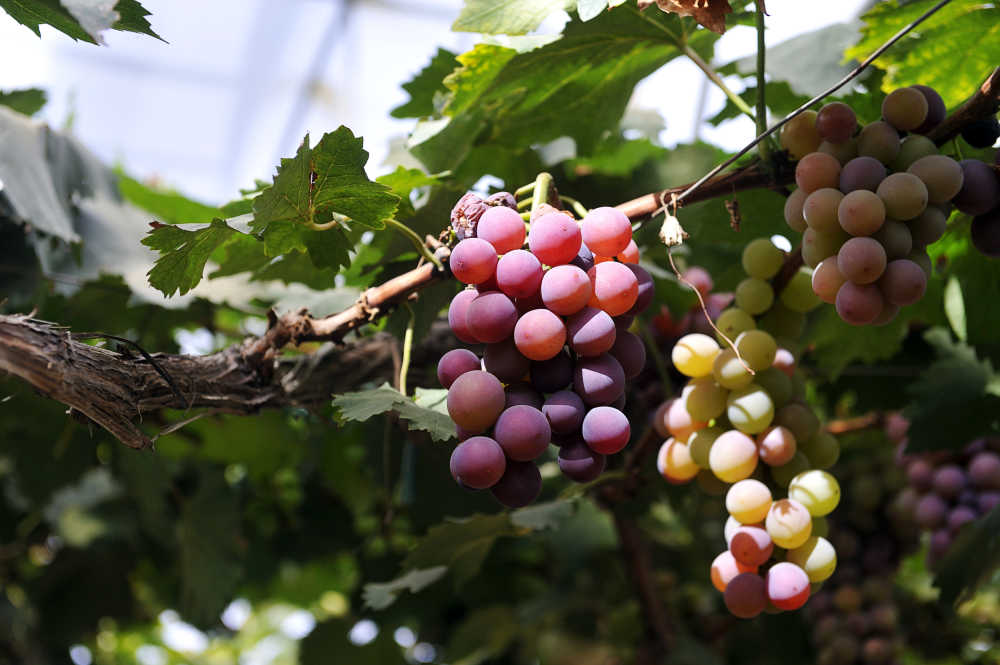 藤上成熟的葡萄