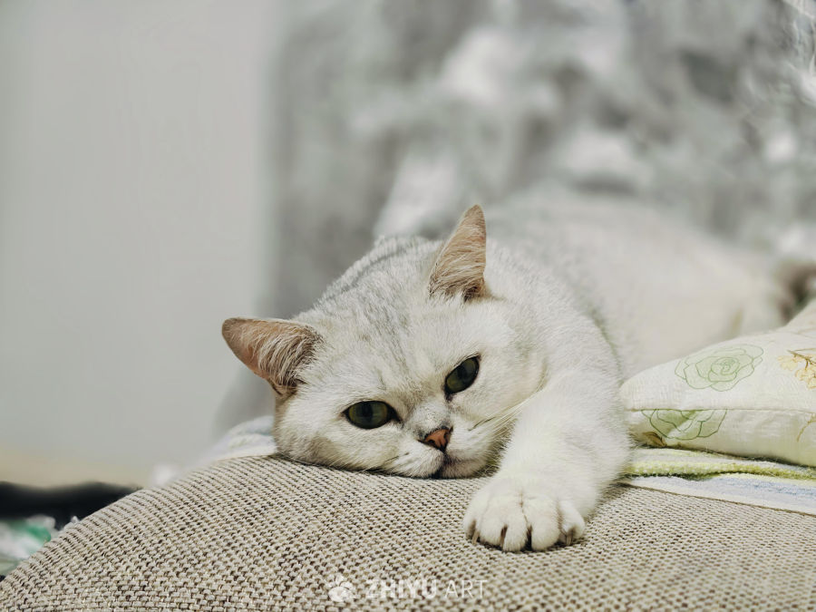 趴着的猫咪
