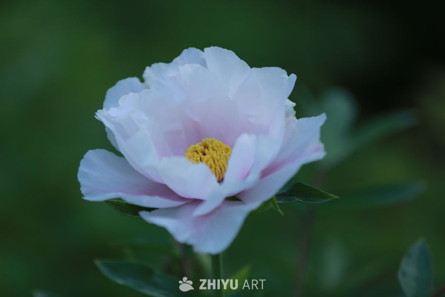 淡雅的花朵