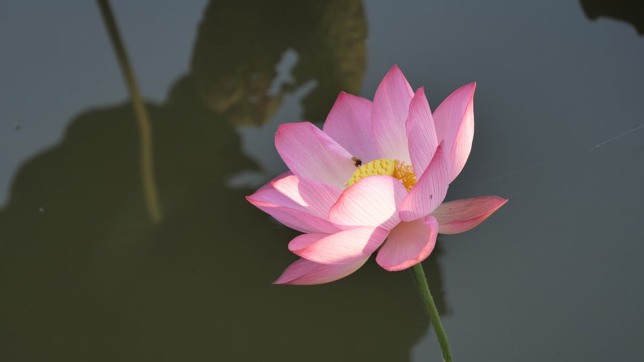 荷花 4