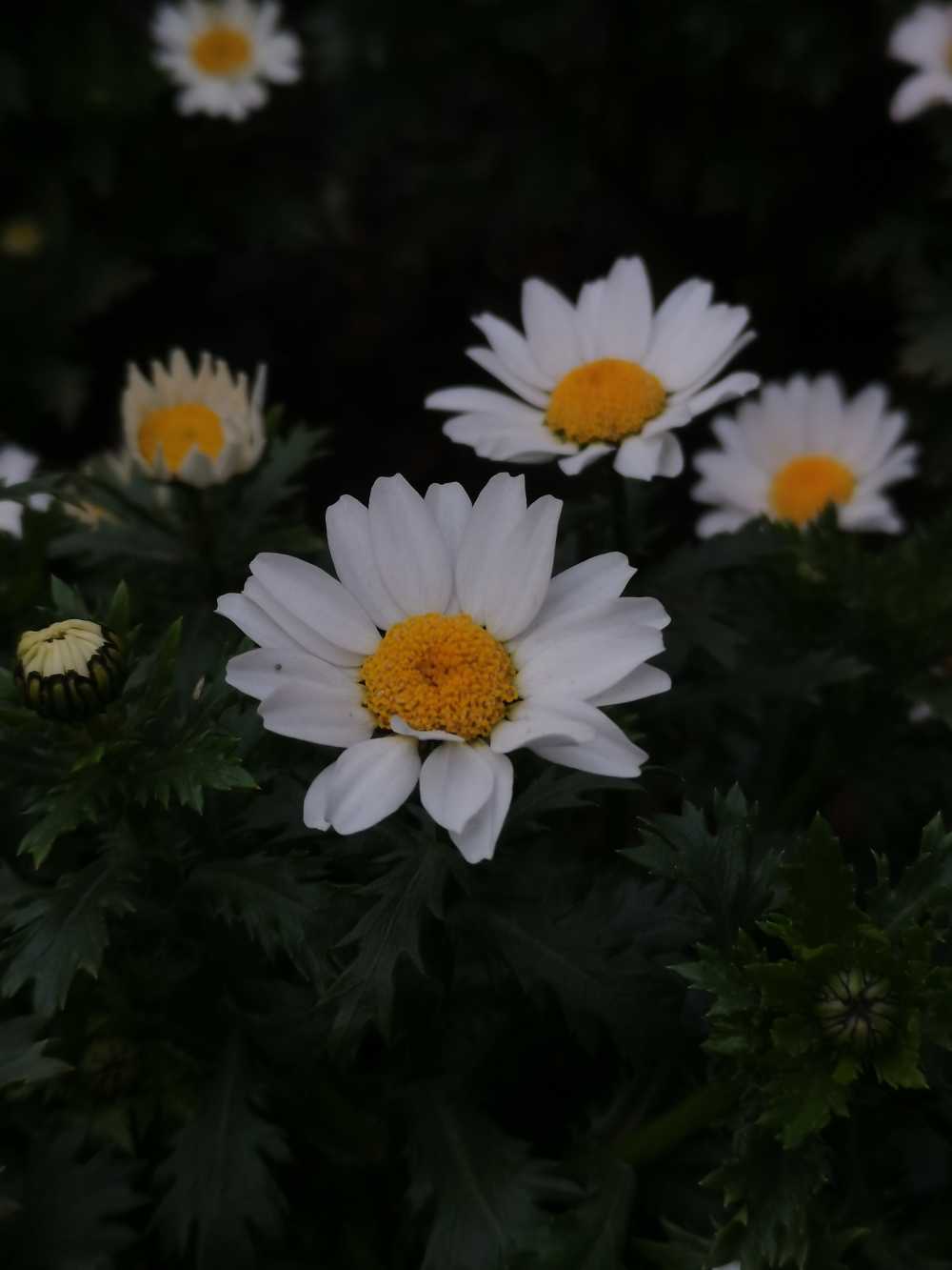雏菊