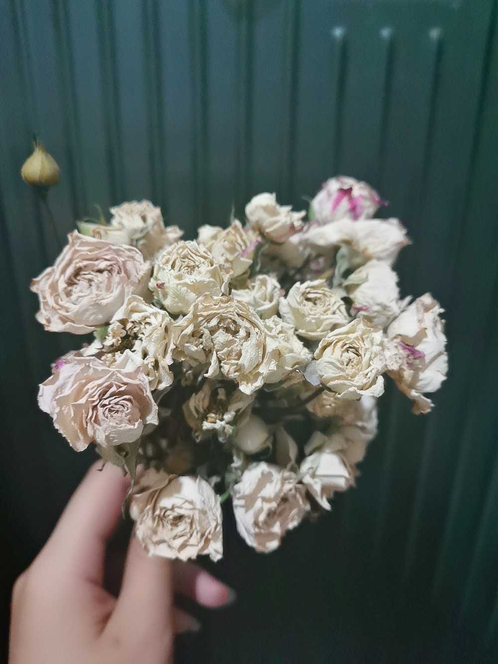 干花 折射