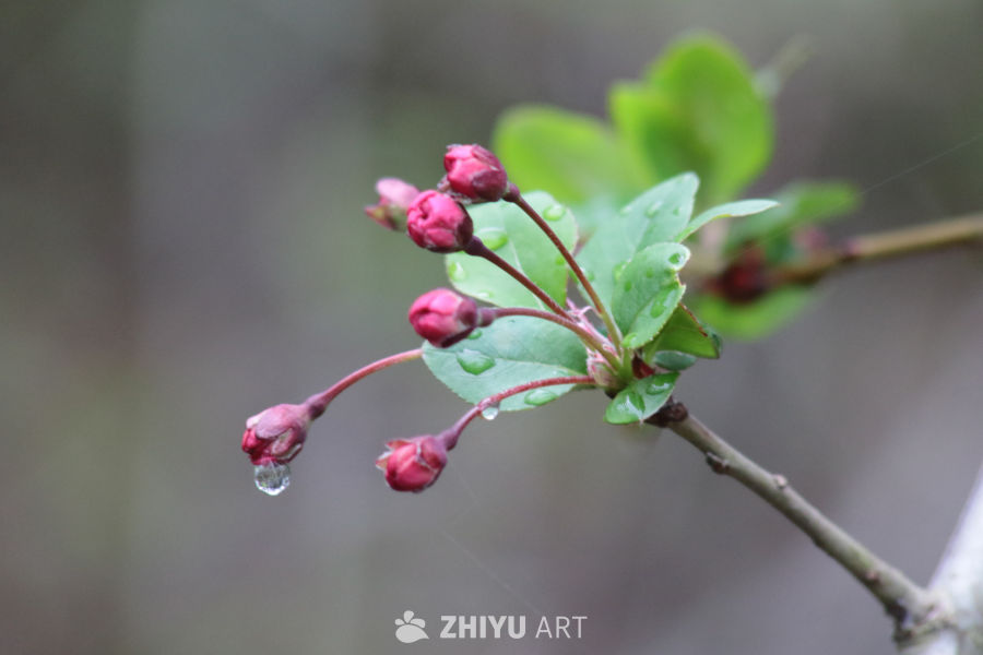 雨后绽放的花蕾