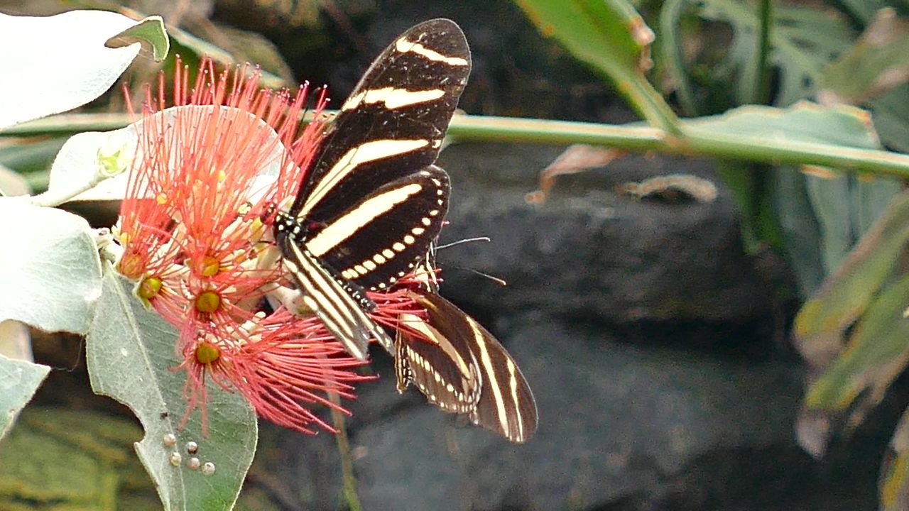 蝴蝶昆虫自然春花园