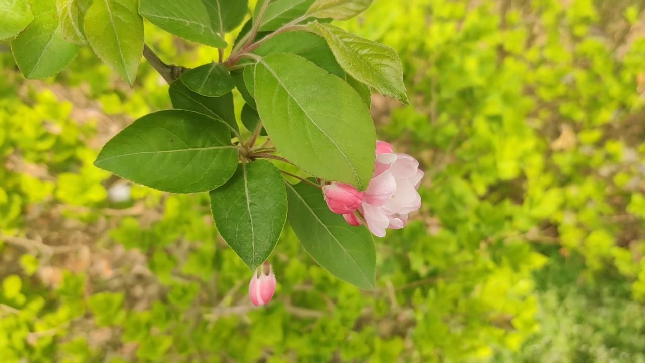 春日微风下的粉色小花