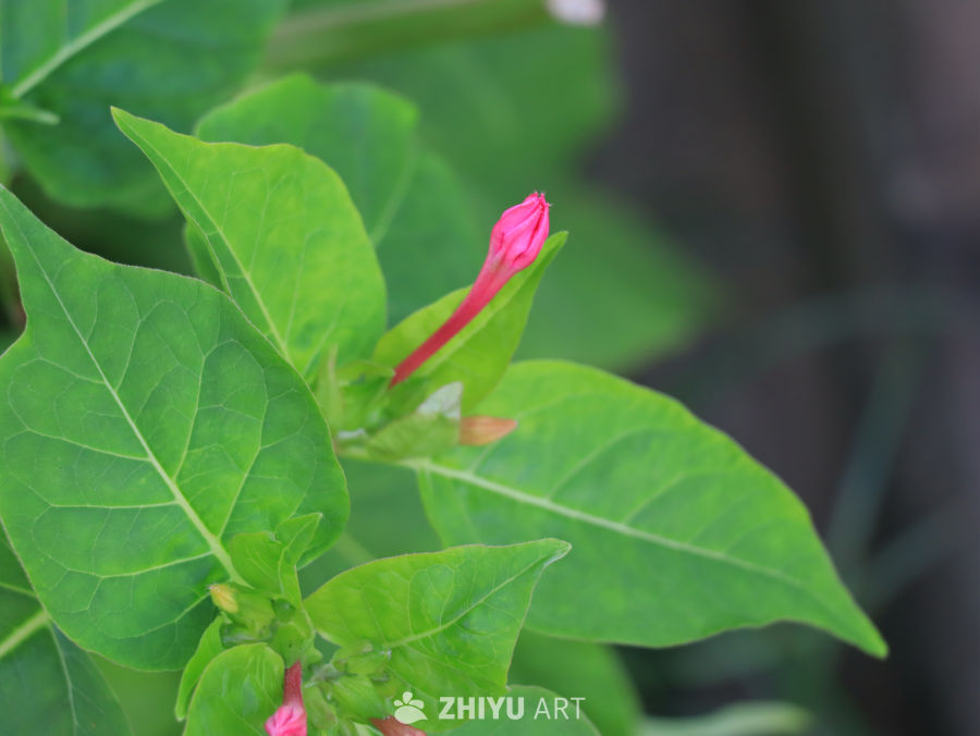 粉红花蕾与绿叶的和谐