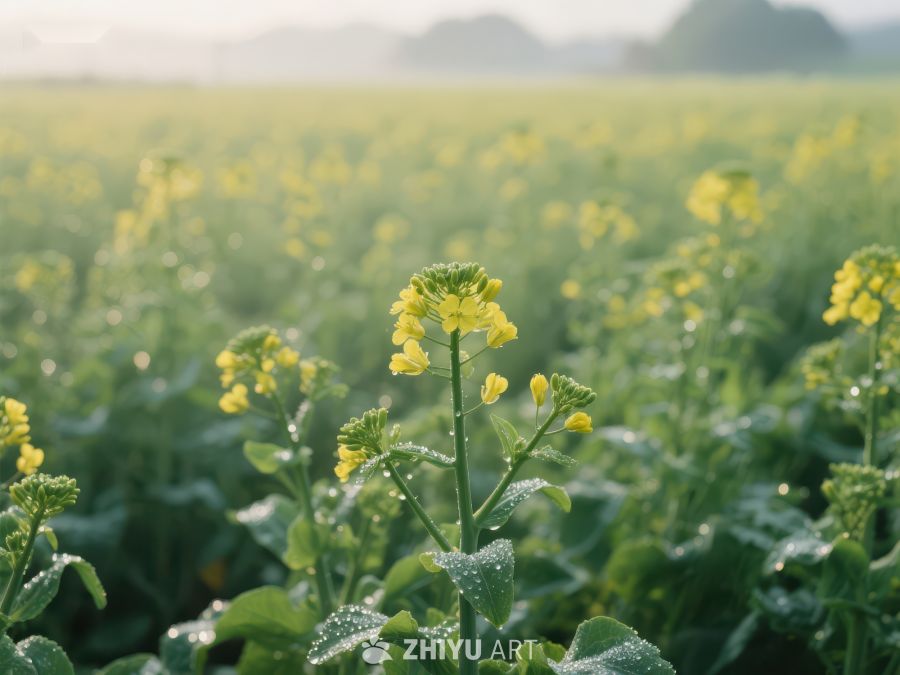晨雾中的油菜花田 29