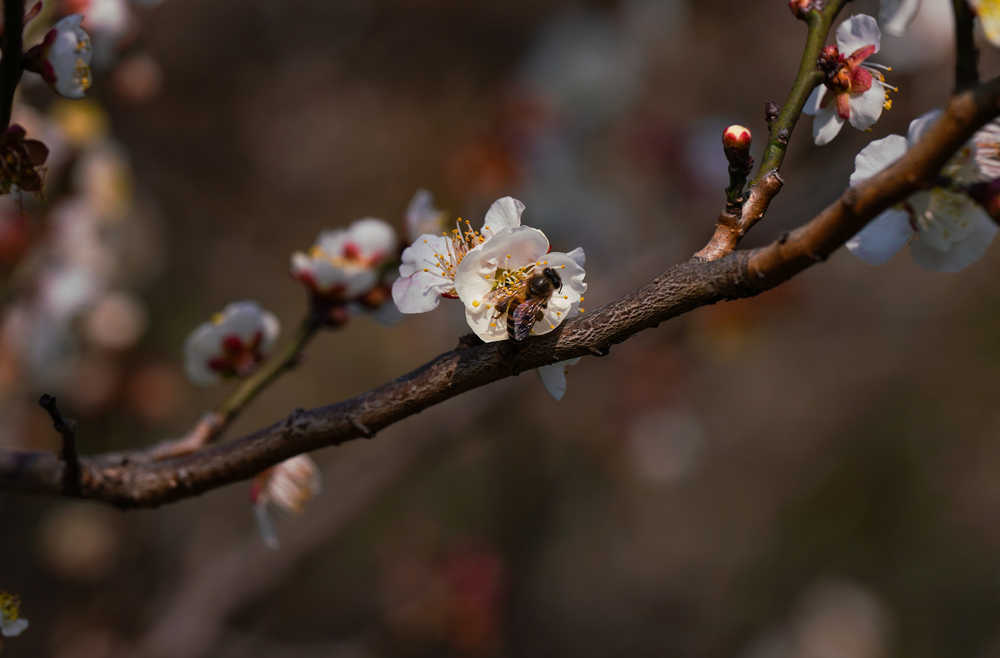 梅花 10