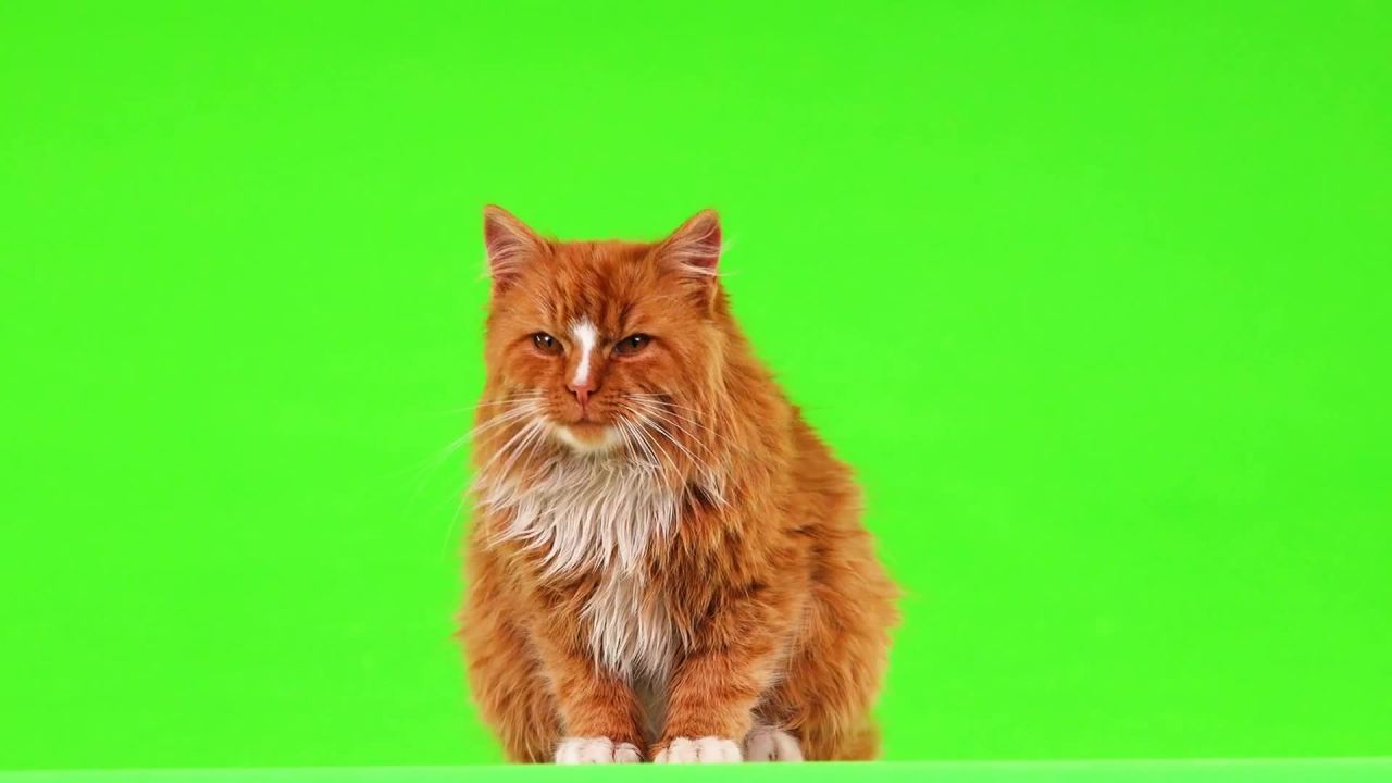 猫-绿幕