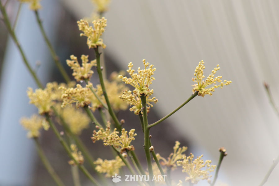 春天的细碎花语