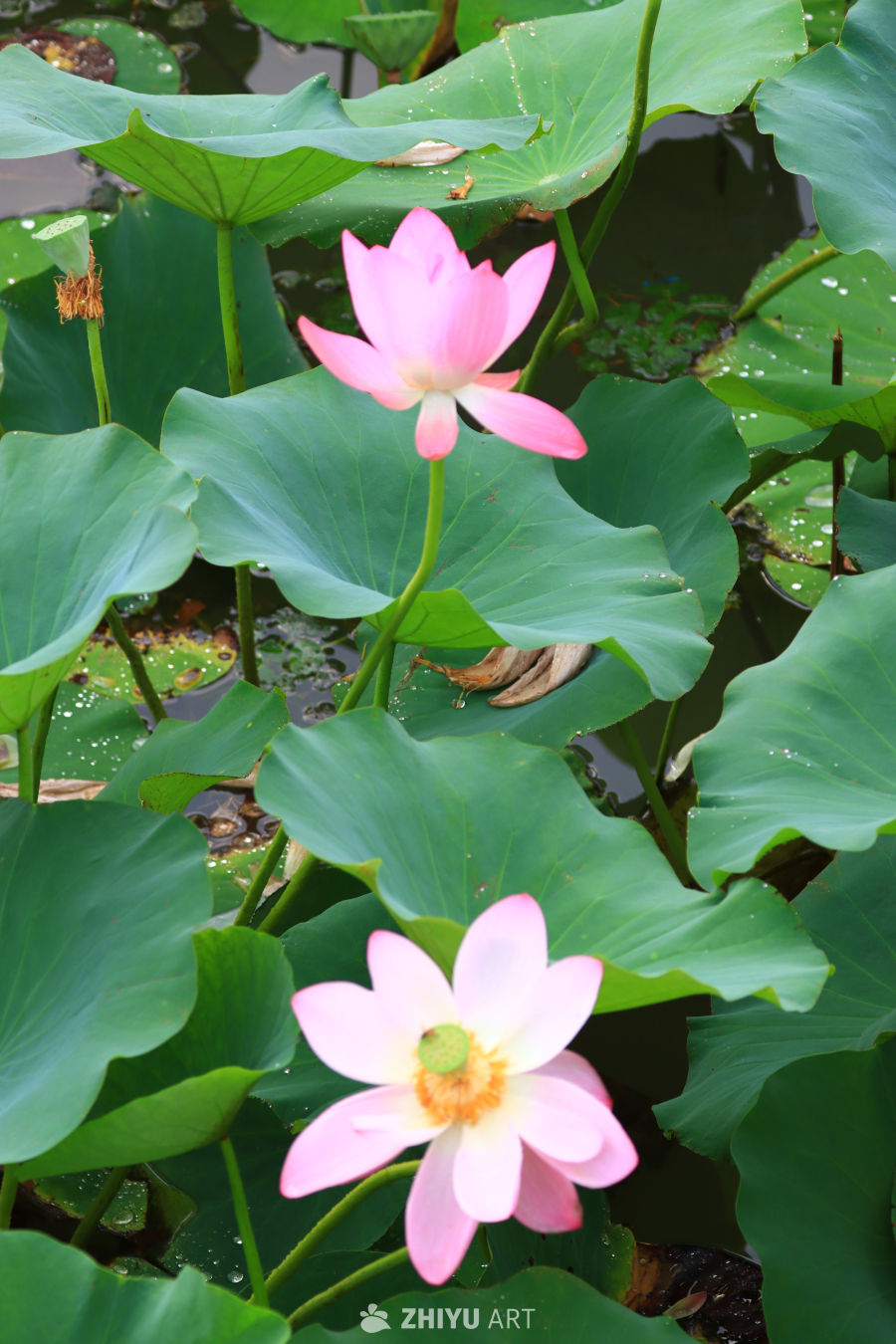盛夏荷花 76