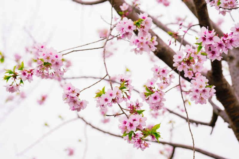 樱花季 71