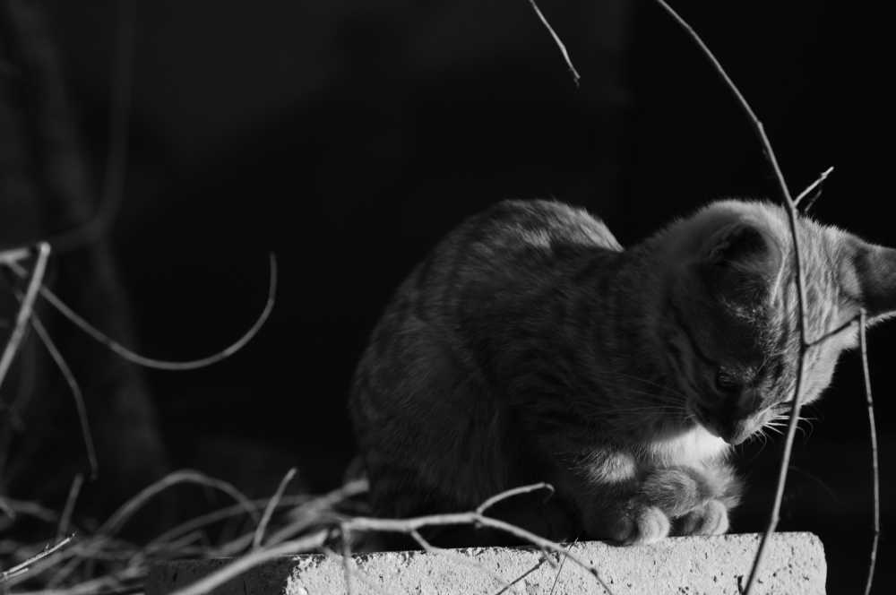 猫