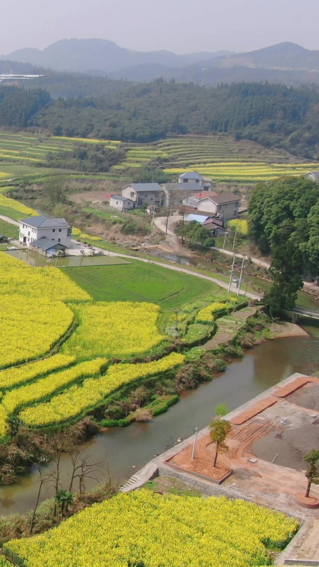  美丽乡村油菜花竖屏航拍