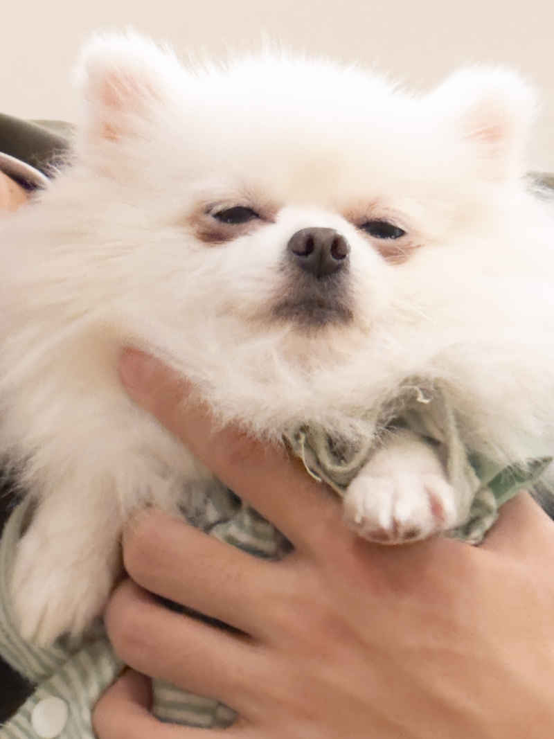 困狗