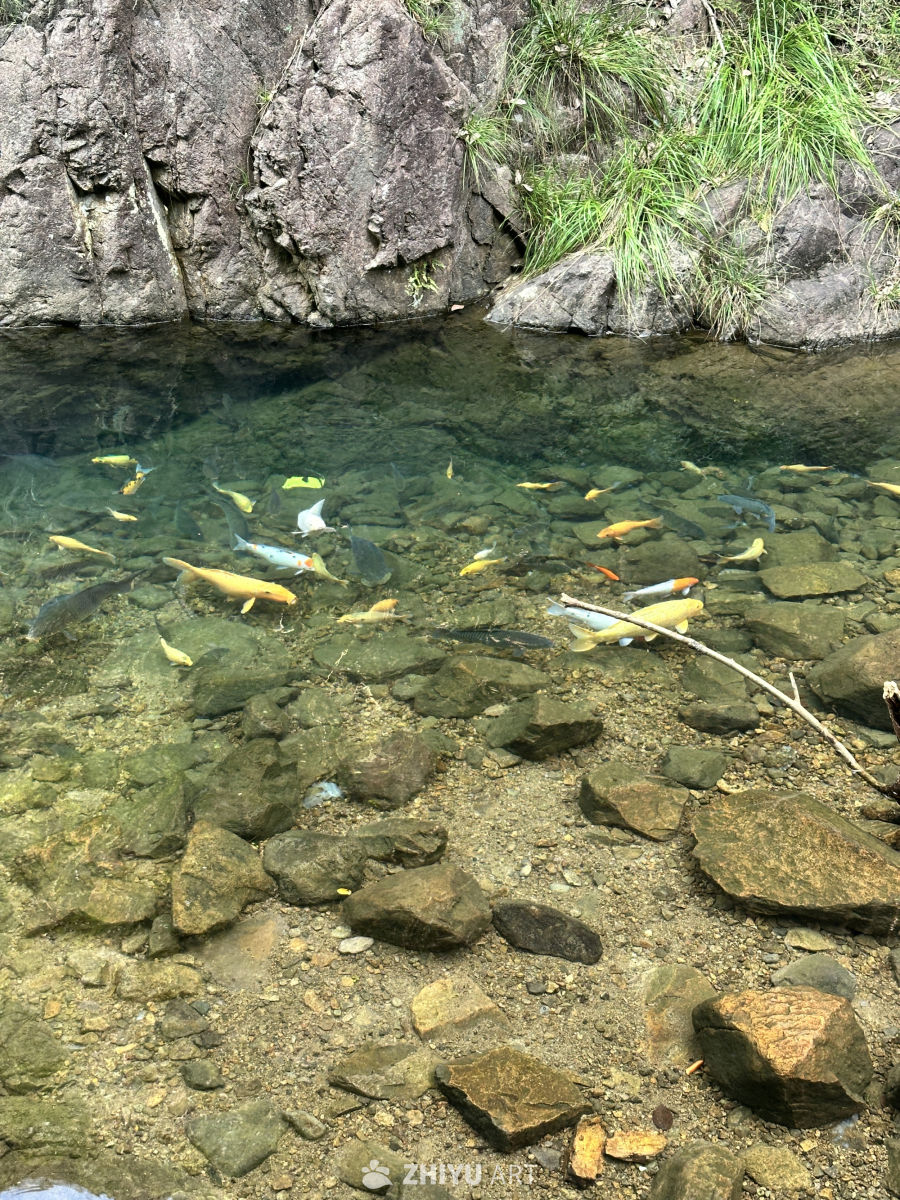 桐庐大奇山森林公园 1