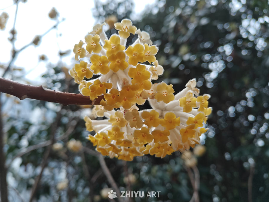 爱情树–结香