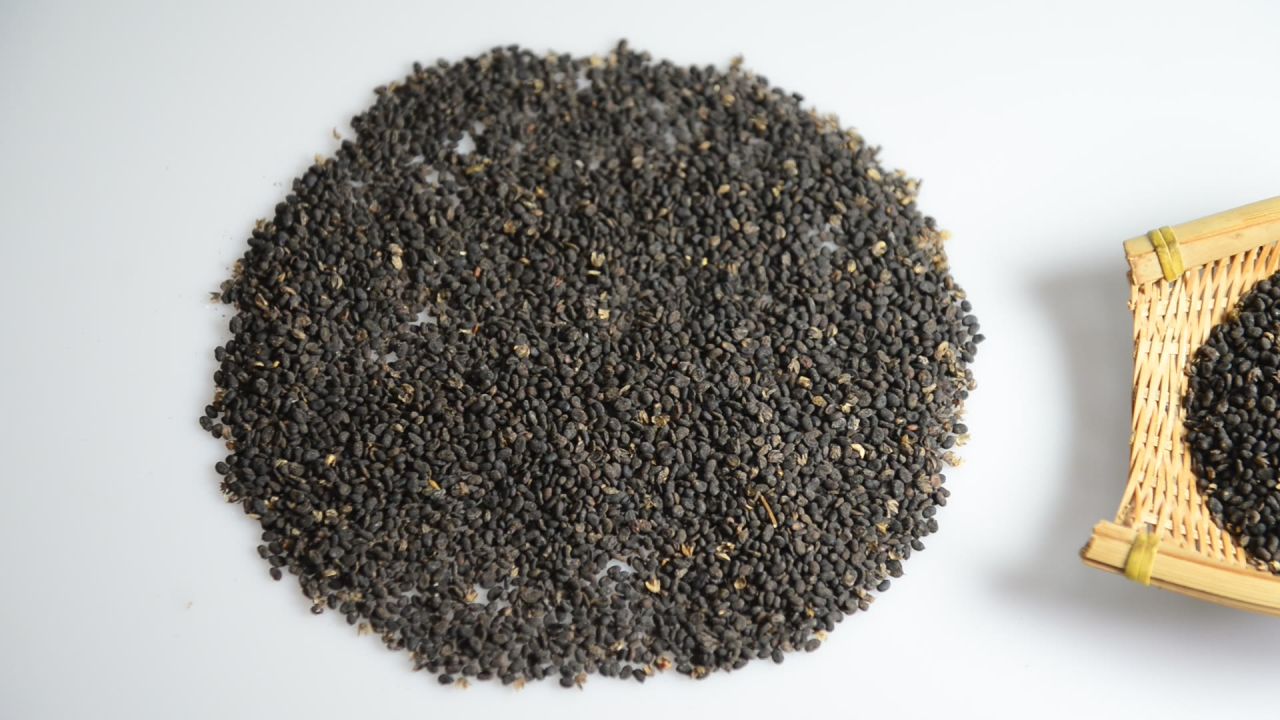 中药材补骨脂 4