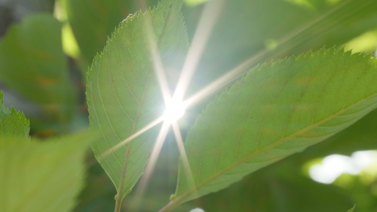 树木树叶阳光星芒逆光刺眼 32