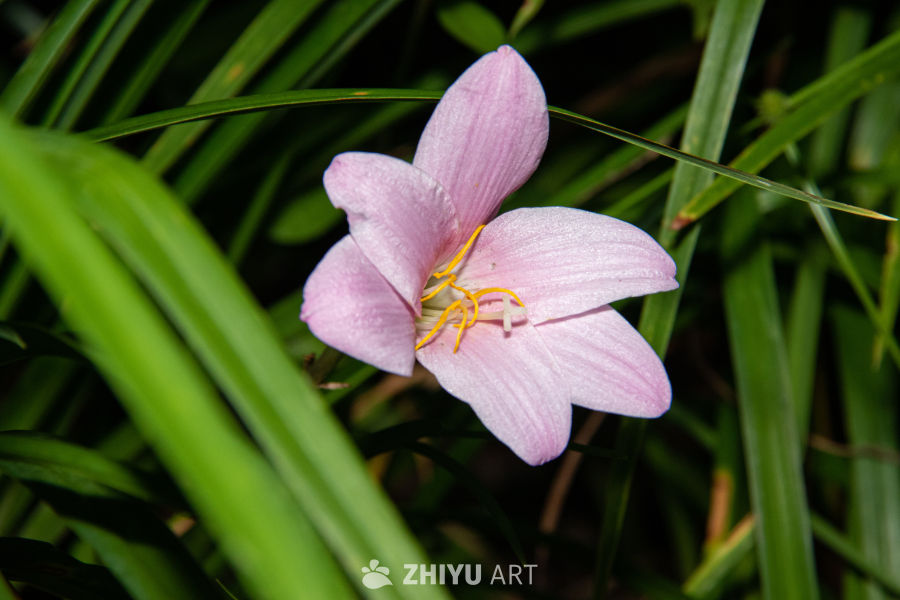 中药材与药材花 97