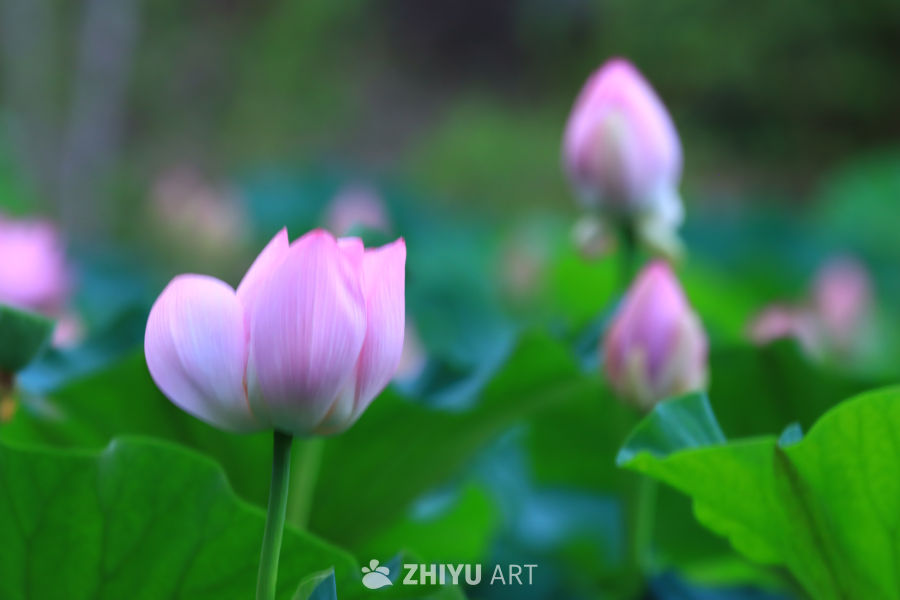 盛夏荷花 245