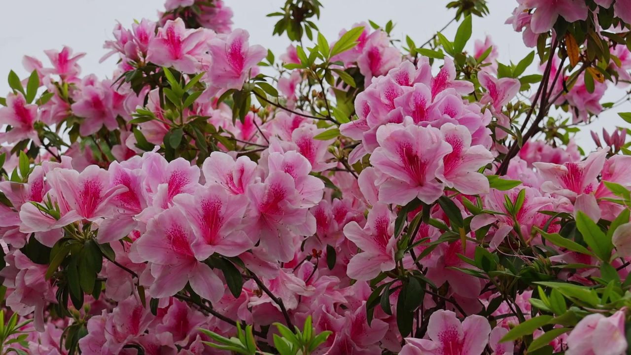 春暖花开杜鹃花盛开 15