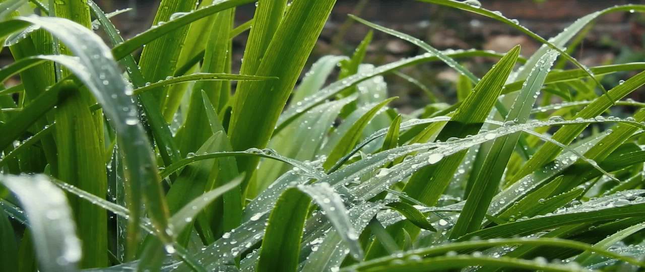 雨后绿叶