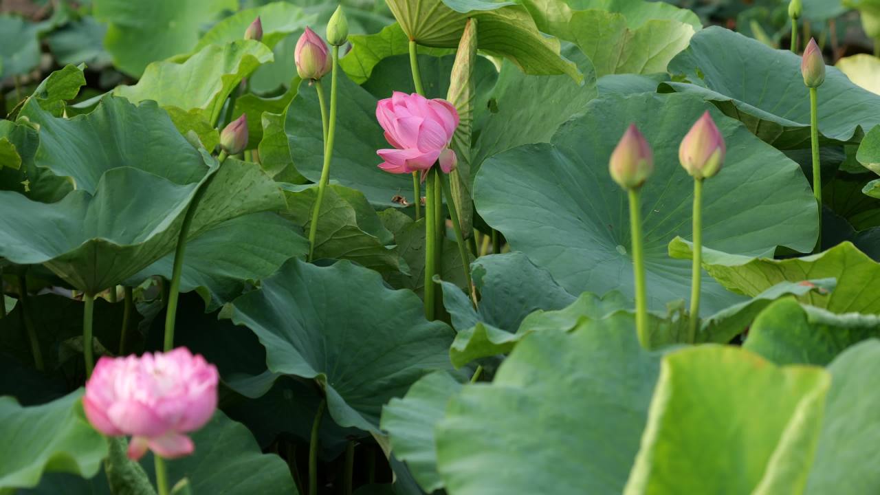 荷花 4