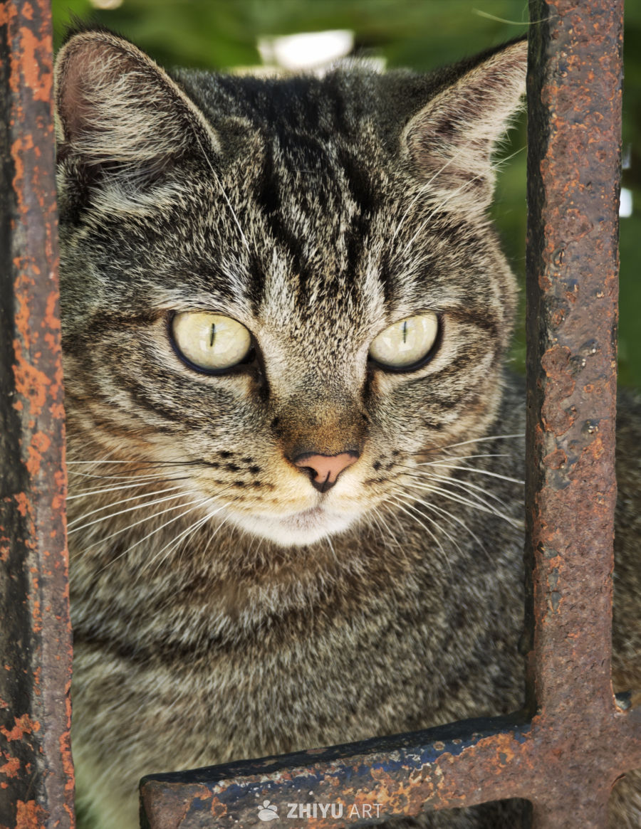 镜头里的猫猫
