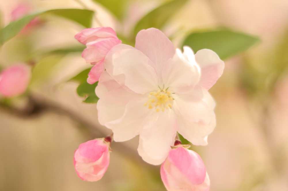 蕊