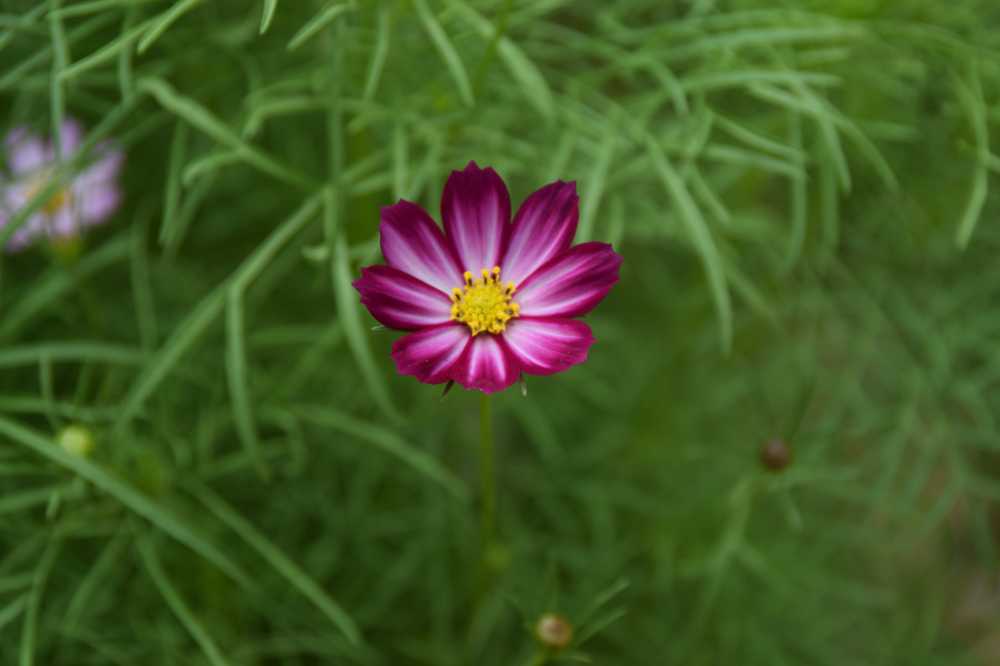 波斯菊