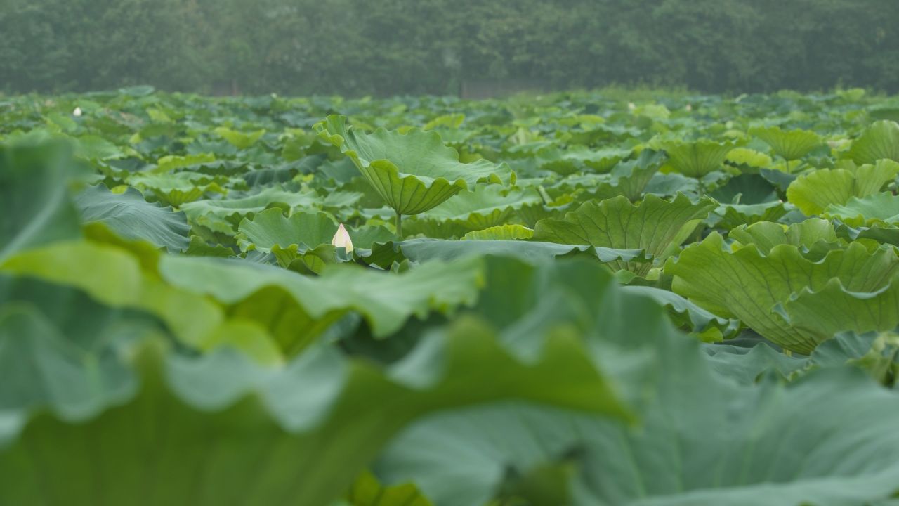 夏天池塘湿地荷花荷叶莲蓬 25