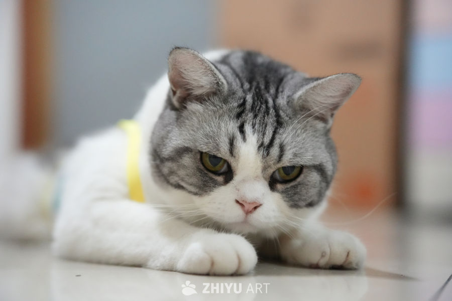 猫咪 53
