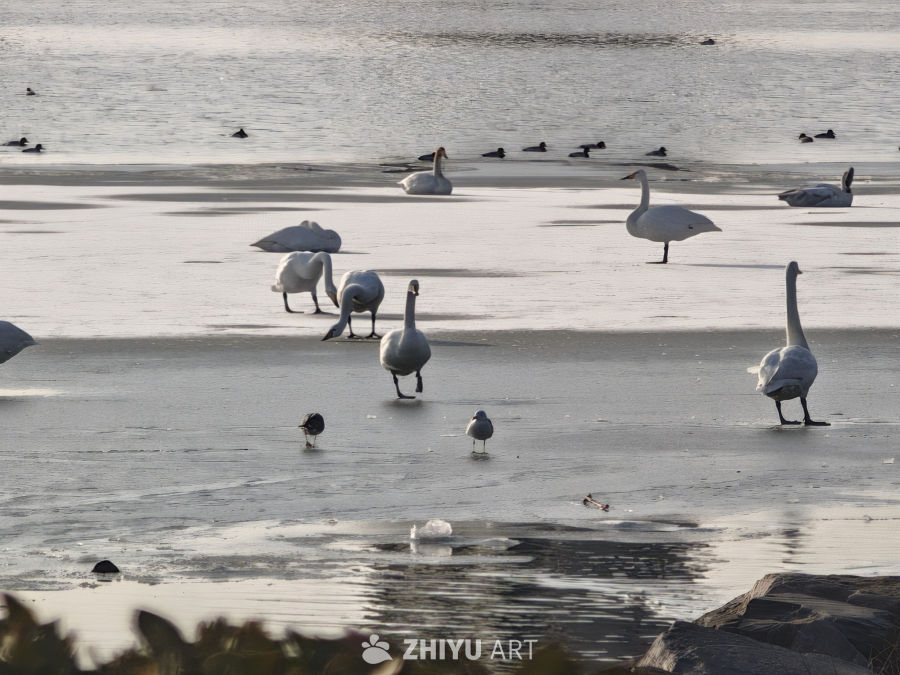 冰面上的天鹅群