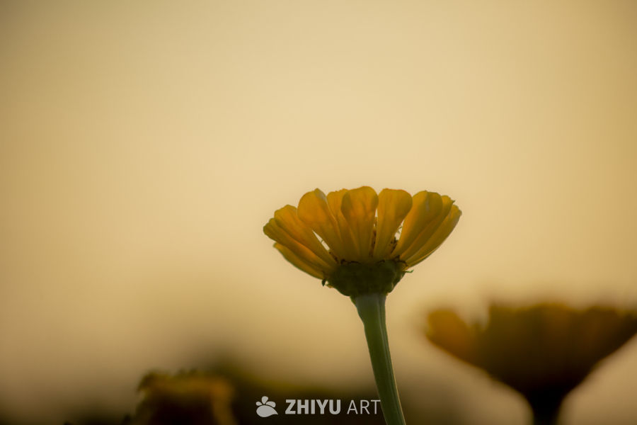 温暖的黄色花朵特写