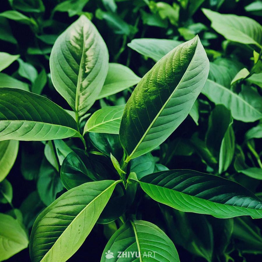 大而绿的叶子特写，这些叶子像壁纸设计的一部分。植物