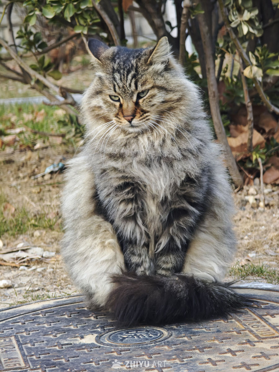 长毛猫静坐井盖上