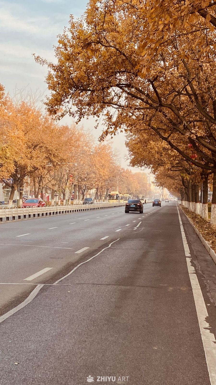 秋日街道的金黄画卷