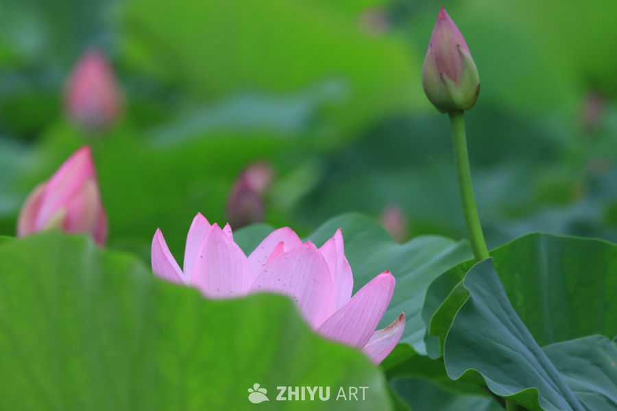 荷花 82