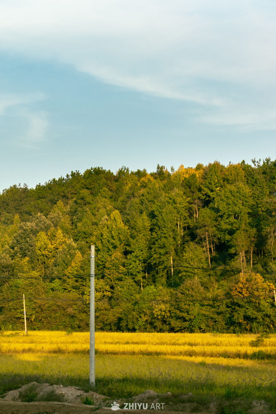 秋日田野与森林