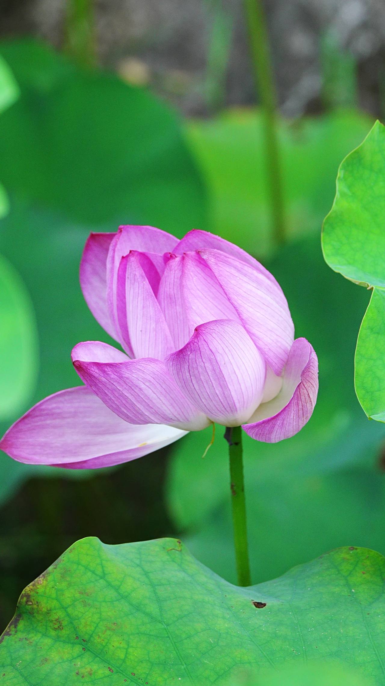 静谧的莲花