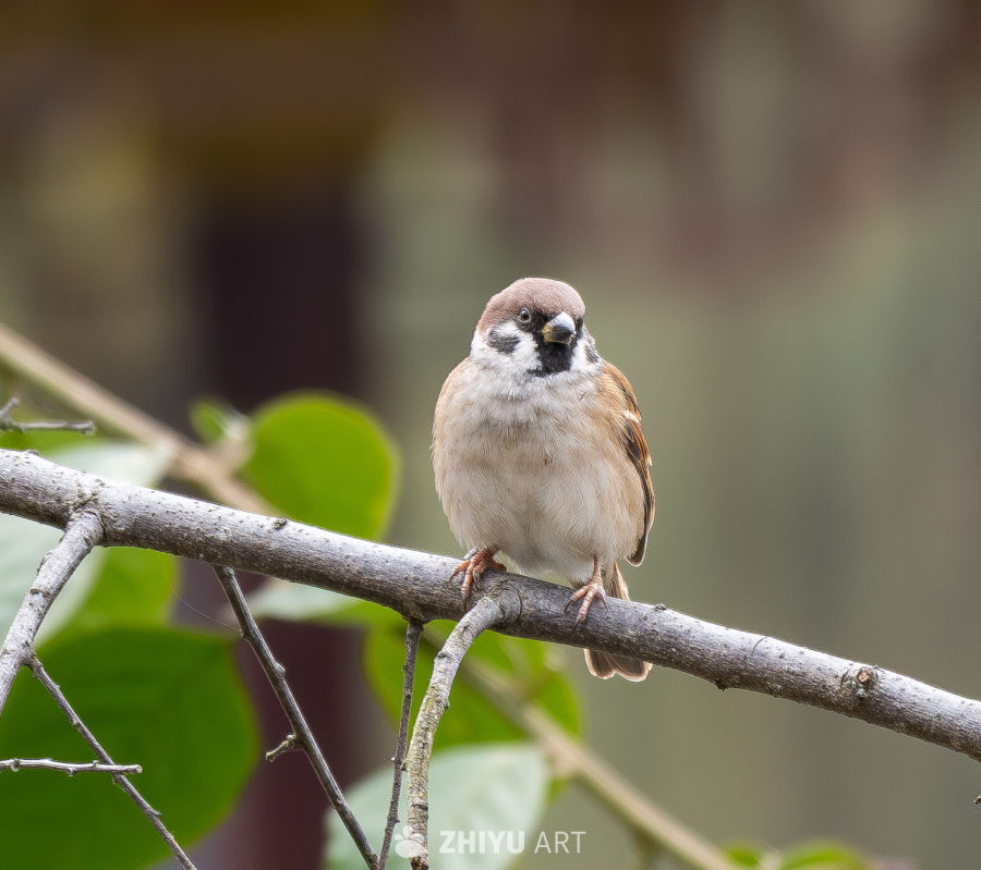 麻雀栖枝静观图