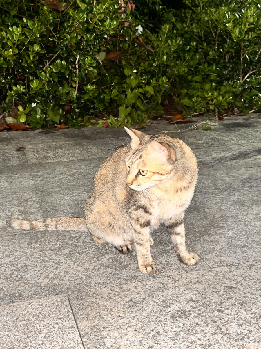 街头的野猫