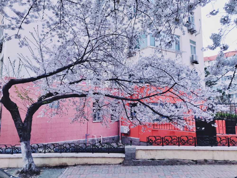 樱花季
