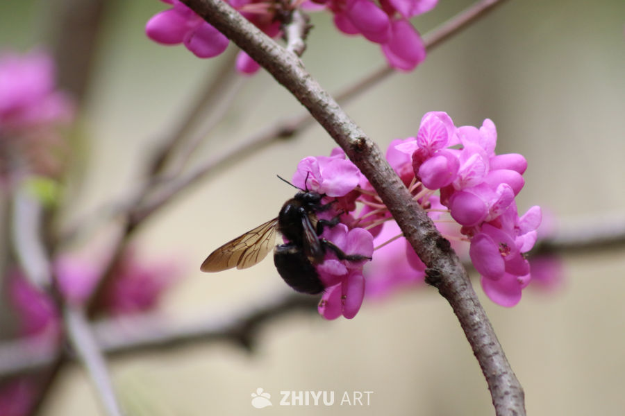 蜜蜂与粉红花海