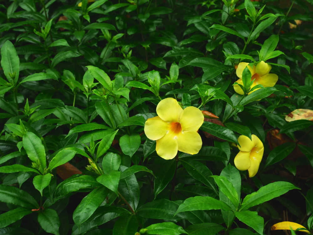 软枝黄蝉花丛