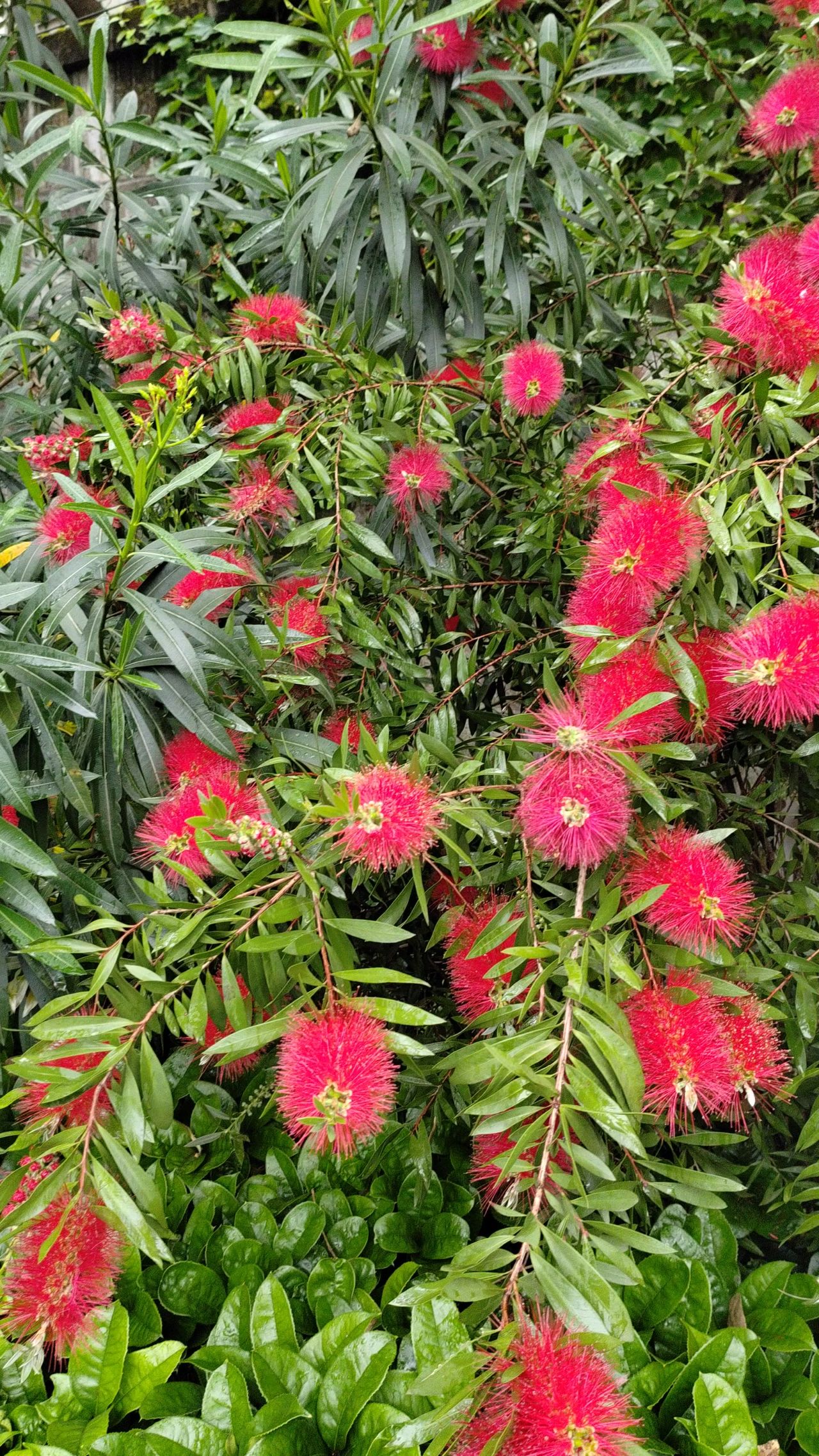 红毛花
