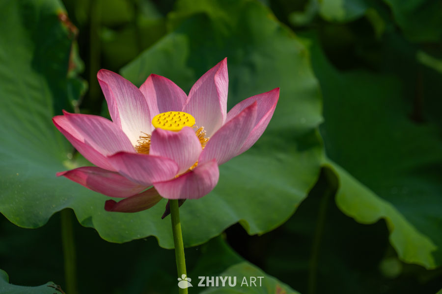 荷花 162