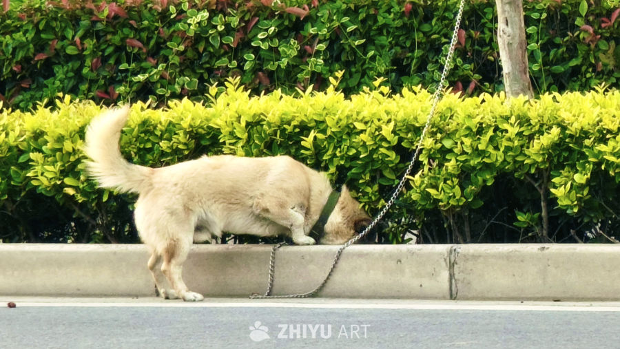 中华田园犬的街头嗅闻