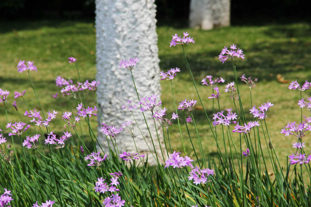 紫娇花丛